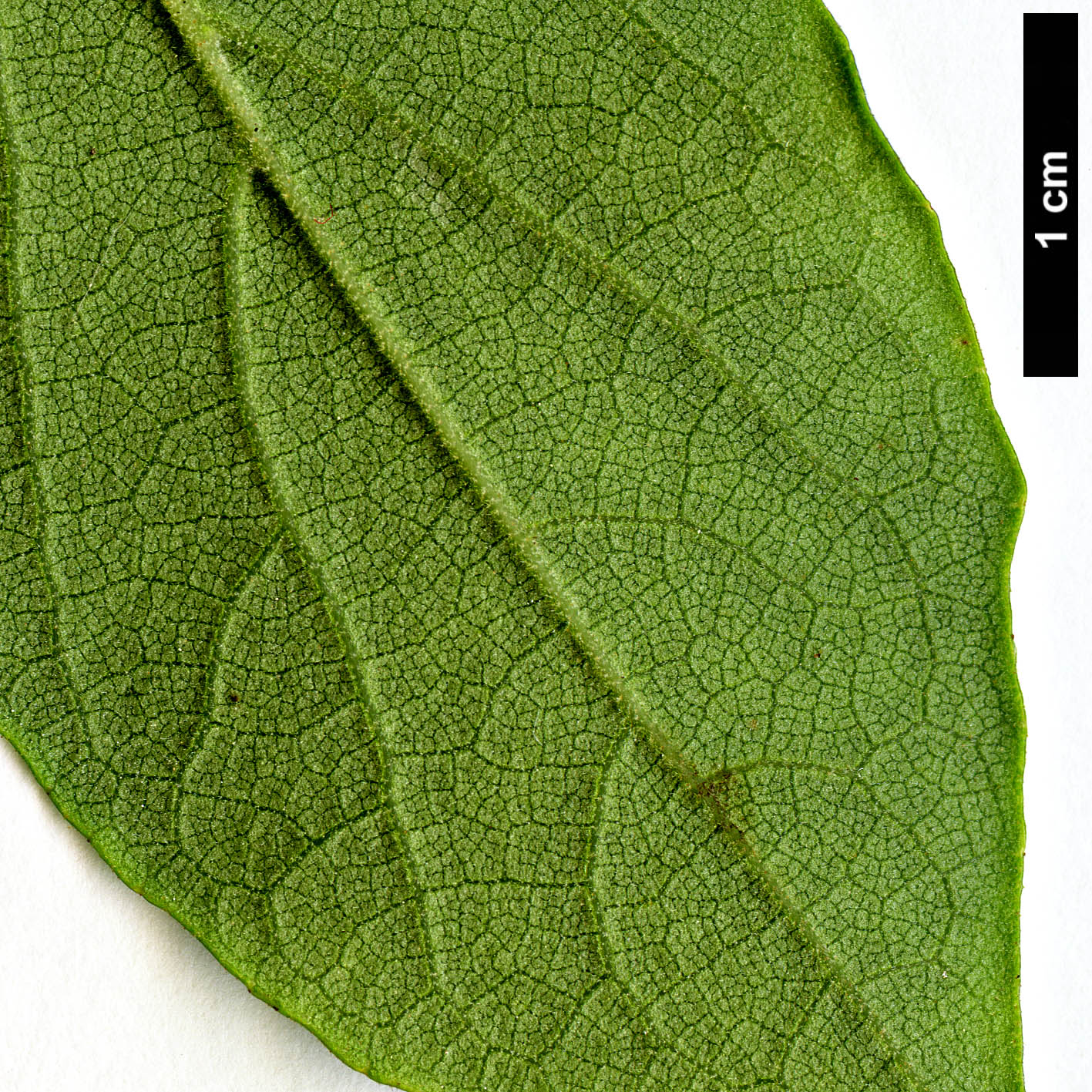 High resolution image: Family: Styracaceae - Genus: Styrax - Taxon: americanus - SpeciesSub: var. pulverulentus